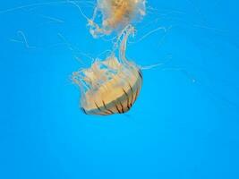 jellyfish with tentacles swimming or floating in water photo