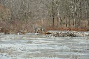 gran ave garza y plantas en agua congelada con hielo en un ambiente de humedales con beaver lodge foto