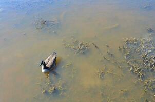 goose swimming in dark or murky water photo