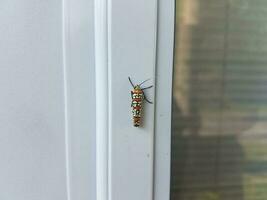 insect on door near no soliciting sign photo