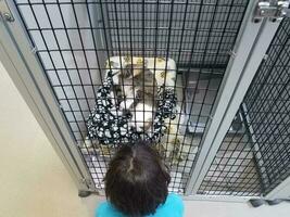 kitten in cage playing with boy child photo