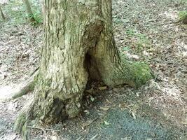 hollow of tree with bark and leaves and dirt in forest photo