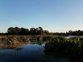 bird in tree in lake with grasses in Florida photo