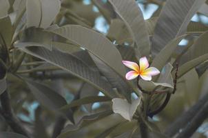 The white and pink plumeria on fading green leaf nature background. photo