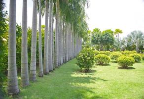 exuberante jardín botánico verde y camino de césped. foto