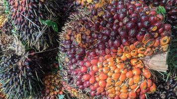 enfoque selectivo de la fruta fresca de la palma aceitera foto