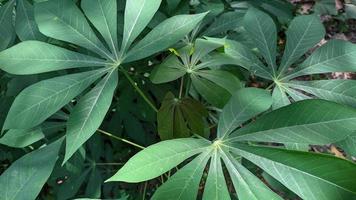 Fresh cassava leaves photo
