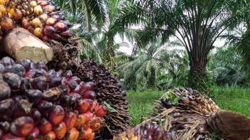 Selective focus of fresh Oil palm fruit photo