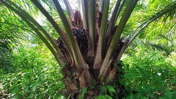 Palm trees in the forest photo