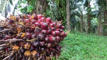 Selective focus of fresh Oil palm fruit photo