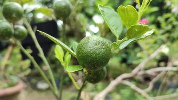 limas frescas y verdes en un árbol. foto de enfoque selectivo