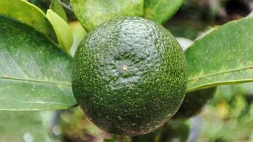 Fresh and green limes on a tree. selective focus and close-up photo. photo