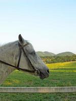 Horse head on pasture background. photo