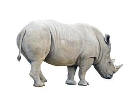 side of rhinoceros on white background. photo