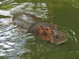 hipopótamo en agua. foto