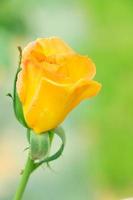 budding yellow rose photo