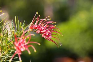 Red spider flower or Grevillea punicea flower photo