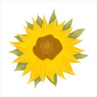 Sunflowers and leaves on a white background. Round summer yellow flowers in cartoon style with leaf. Botanical vector illustration.