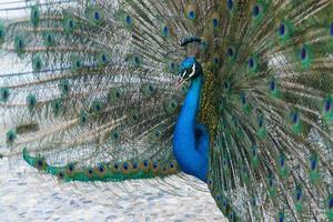 Peacock in Bodrum Castle, Mugla, Turkey photo