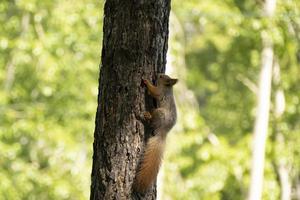 a squirrel sits on a tree in summer photo