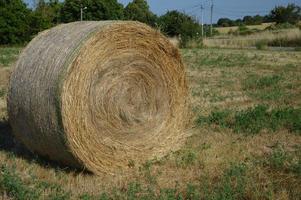 rollo de heno en el campo foto