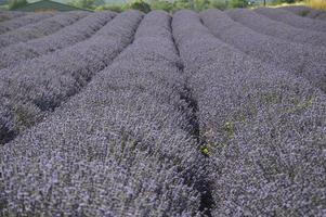 Zoom in a lavenders field photo
