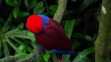 Red Eclectus parrot video