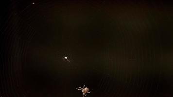 Spider weaves a web video