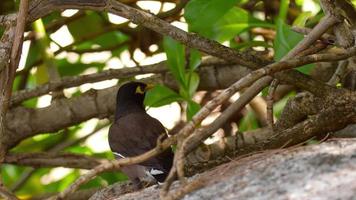 gemeinsame myna acridotheres tristis video