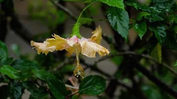 rosa Hibiskusblüte unter Regen
