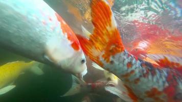 Underwater Koi fish in pond eating. video