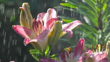 flor de lirio rosa bajo la lluvia