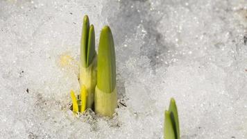 filmati in timelapse della neve che si scioglie video