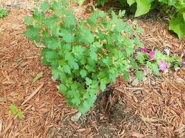 green plant with animal hole in wood chips photo