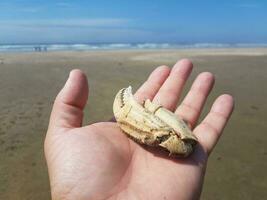 hand with gold ring holding part of crab claw on beach photo