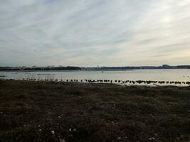 pájaros en el río potomac y el puente wilson foto