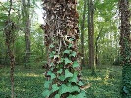 green and dead brown ivy on tree trunk in forest photo