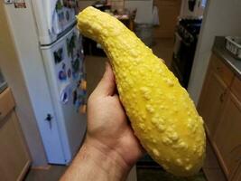 mano sujetando una gran calabaza amarilla con protuberancias en la cocina foto