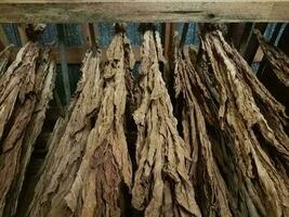 colgar hojas de tabaco secas y vigas de madera foto