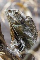 The frilled lizard photo