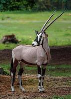 South African oryx photo