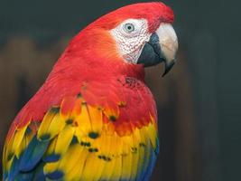 Scarlet macaw in zoo photo