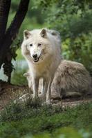 Hudson Bay wolf photo