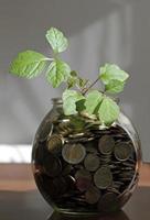 Plant growing out of pot with money - sustainable business success photo