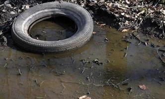 Discarded tire in a puddle in a forest photo
