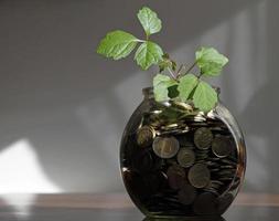 Plant growing out of pot with money - sustainable business success photo