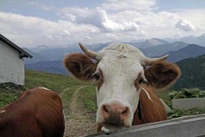Cows at a mountain pasture with the mountain range of the European Alps in the background photo