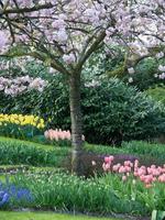 many tulips in the netherlands photo