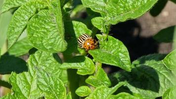 el escarabajo de patata de colorado come un primer plano de hoja de patata. insectos dañinos video