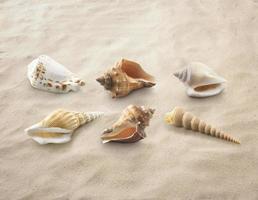 sea shells on sandy beach, summer background photo